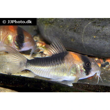 Pansermalle Corydoras Duplicareus